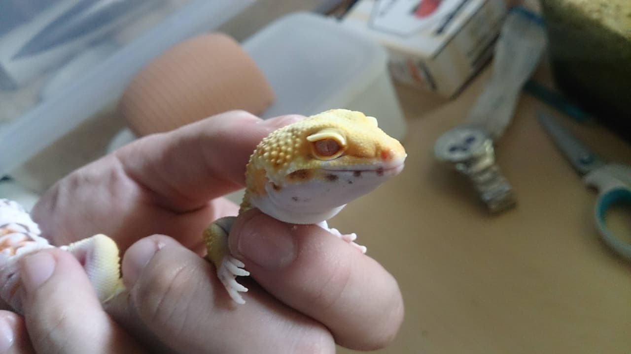 megapx