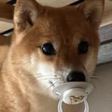 千万両の妹妹