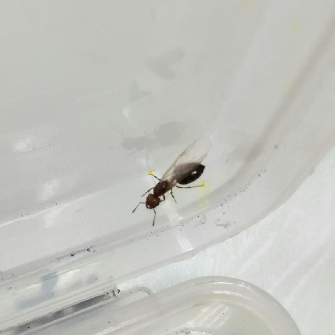 螞蟻種類- 寵物板| Dcard