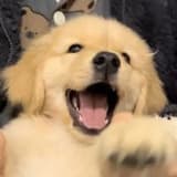 (◍˃̶ᗜ˂̶◍)ﾉ”