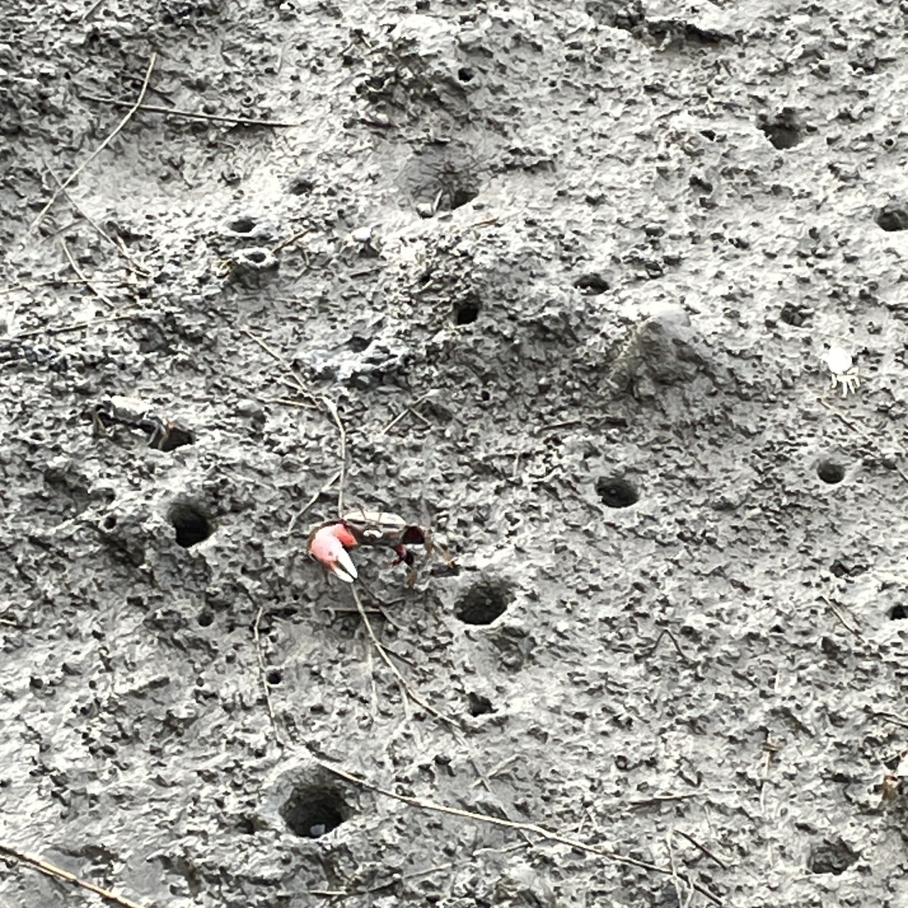 國內遊記 高美濕地半日遊～