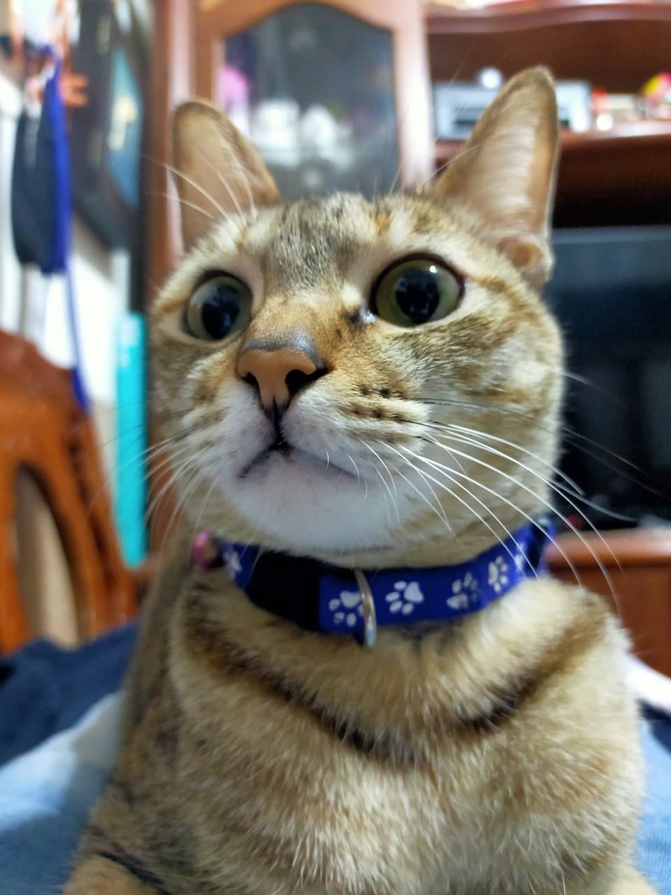 megapx