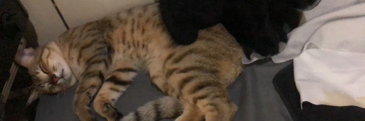 yang