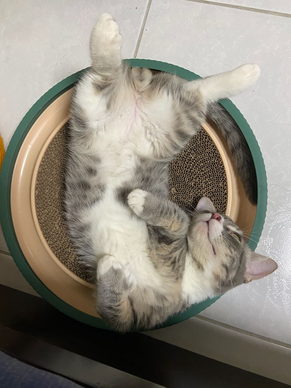 高雄貓咪結紮- 寵物板| Dcard