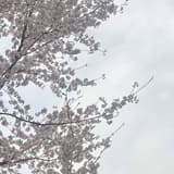 鐵人水獺