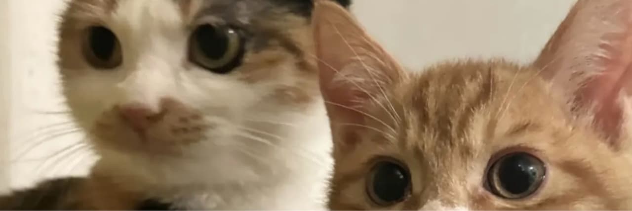 🌟喜歡可愛的小動物🌟