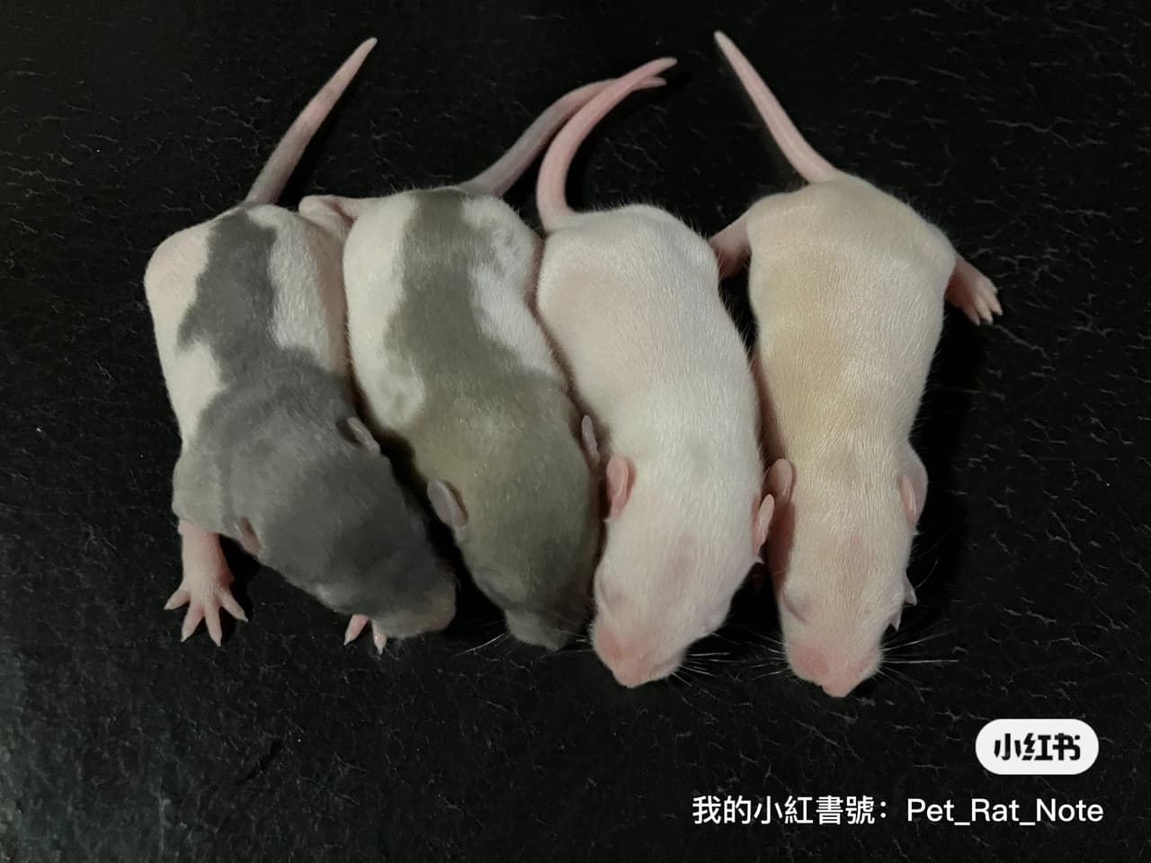 全台獨家的花枝鼠品系! - 寵物板 | Dcard