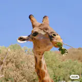 md_giraffe_