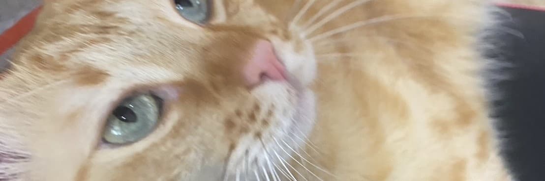 臭寶貝臭洪荳