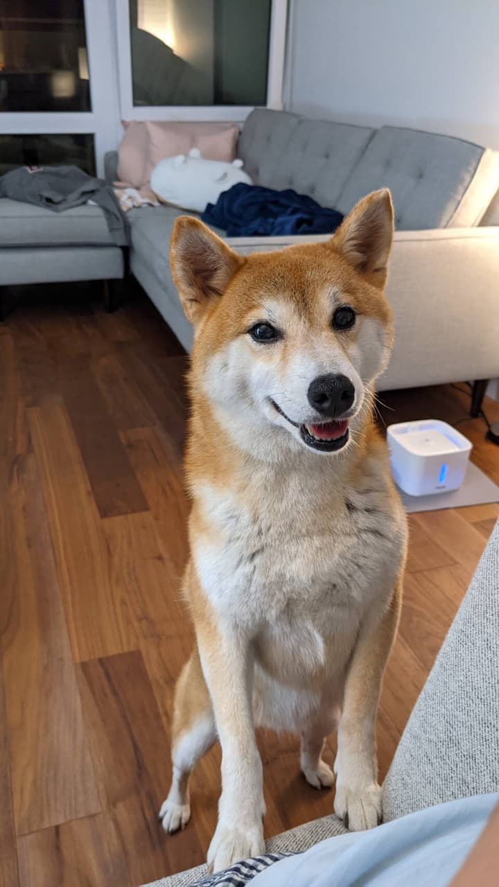 胡麻柴 Dcard 胡麻柴 Dcard