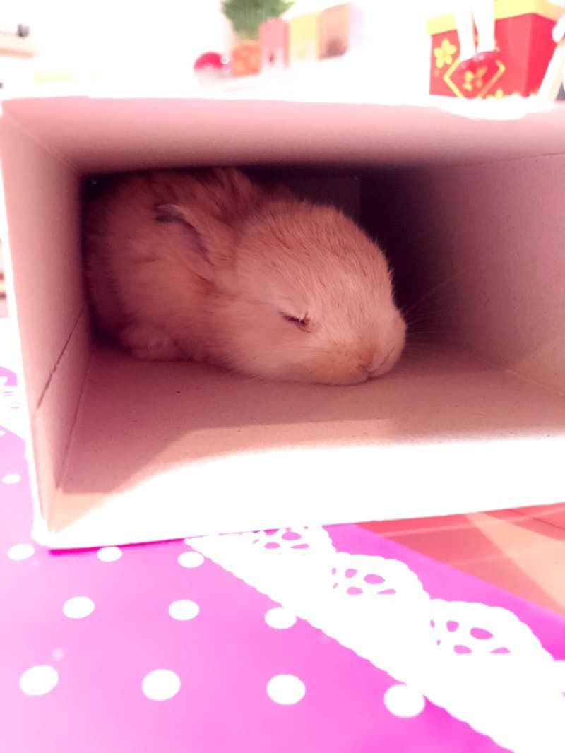 megapx