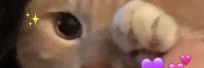 怠惰的貓魂👻