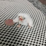糯ㄢ(๑و•̀ω•́)