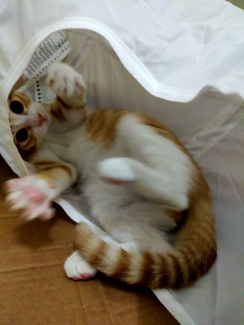 megapx