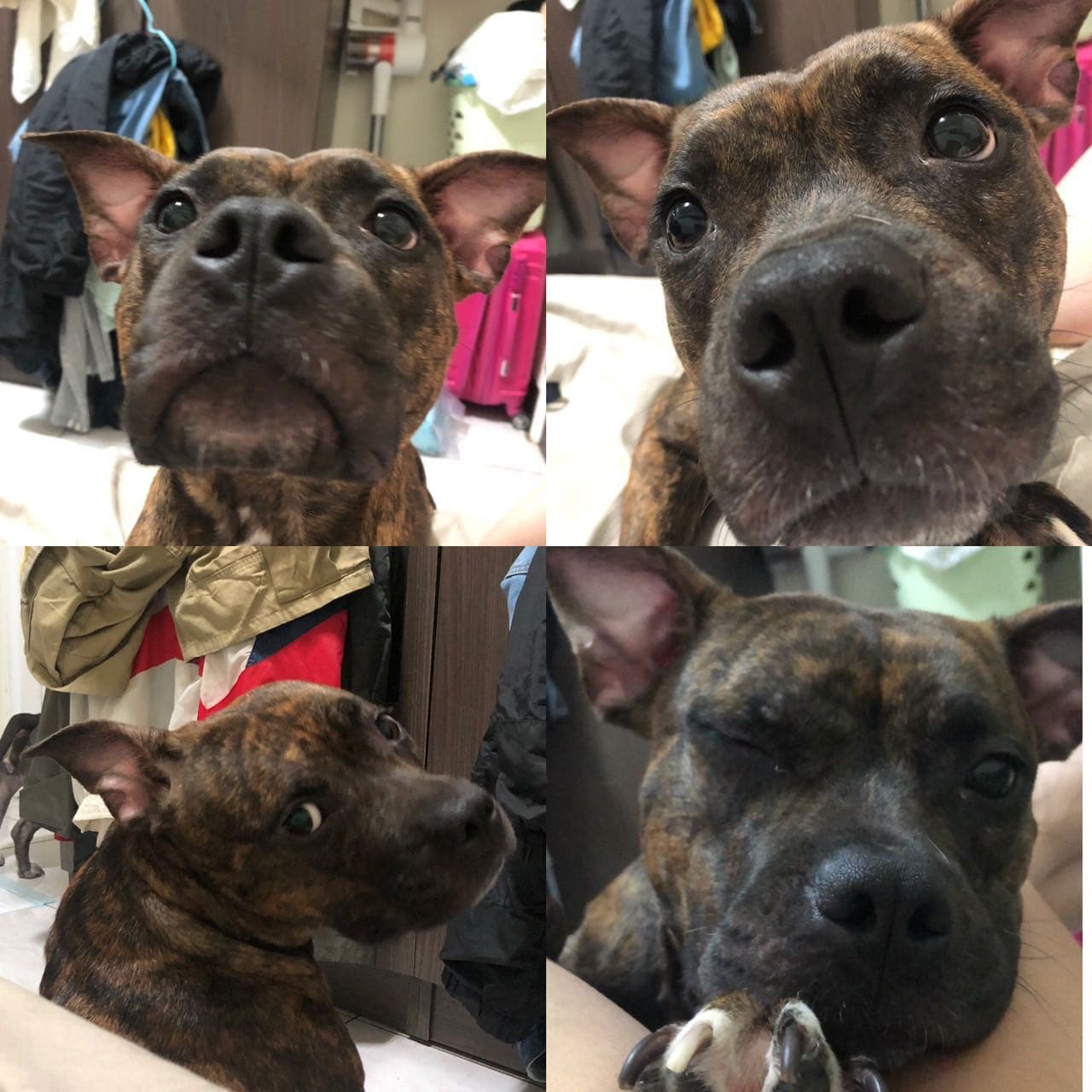 比特犬的偏見跟不平等- 寵物板| Dcard