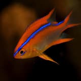 小魚