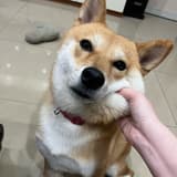 豬在天上飛