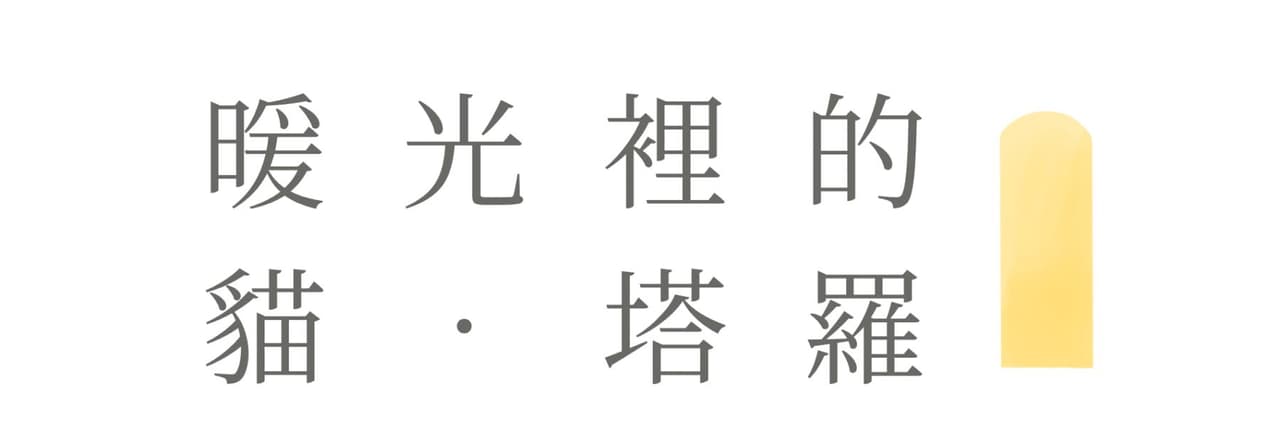 暖光裡的貓 • 塔羅