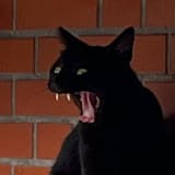 安啾拉‎₍^..^₎ 𐒡