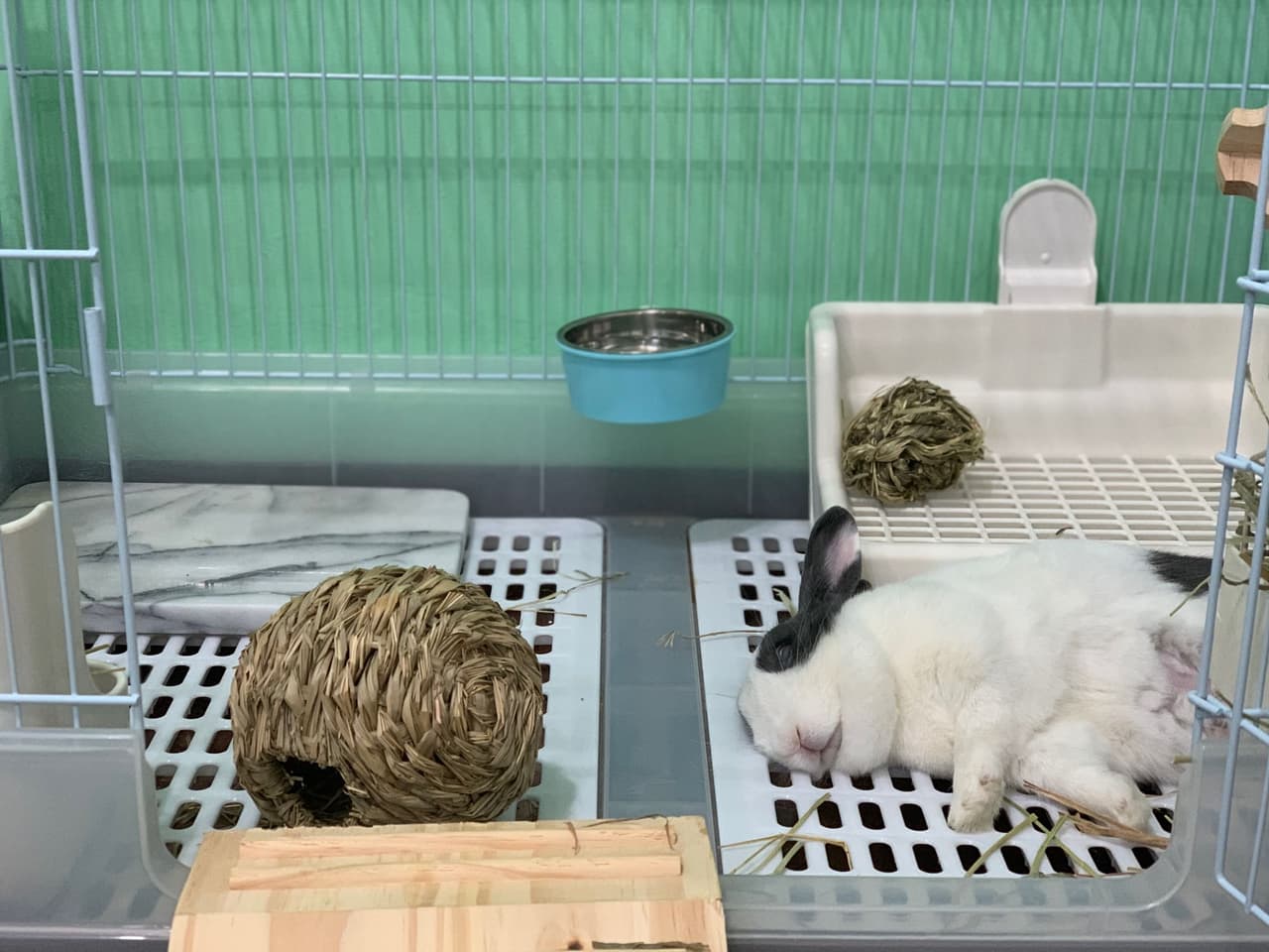 新手養兔飼養教學🐰 - 寵物板 | Dcard
