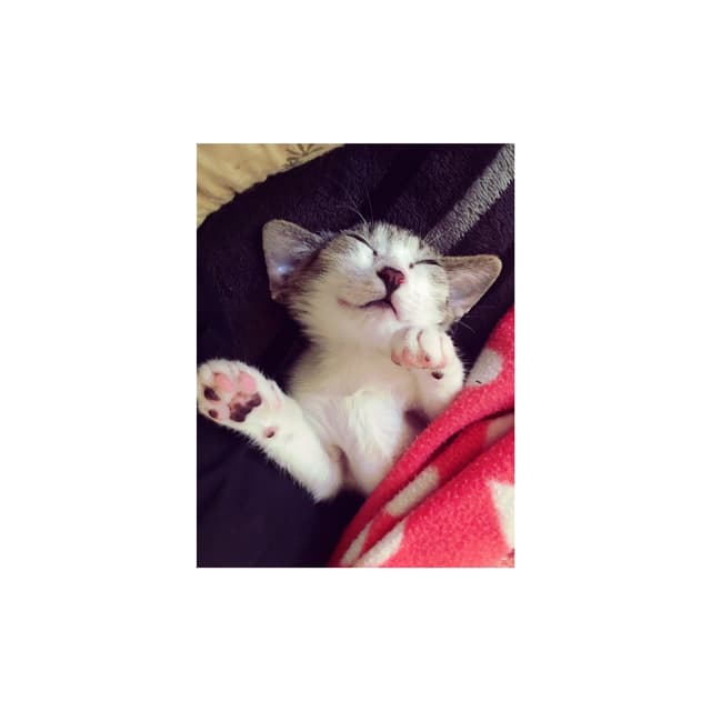 megapx