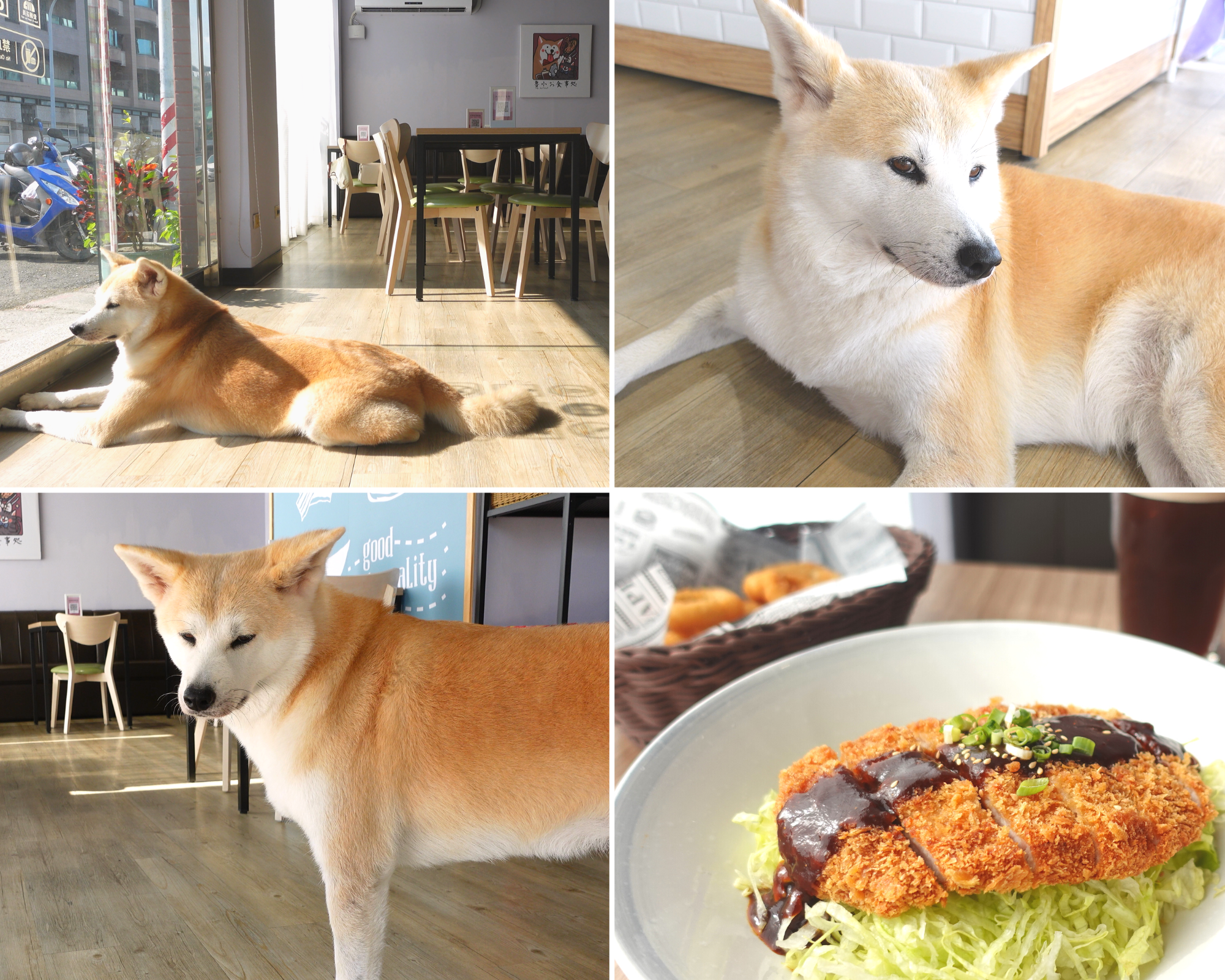 六間高雄有狗狗的餐廳分享｜Grace Café 典．咖啡、樸樂咖啡楠梓店、致日子TO DAY Coffee 、吉初豆花、MoonSun  Boutique海島時光- 寵物板| Dcard