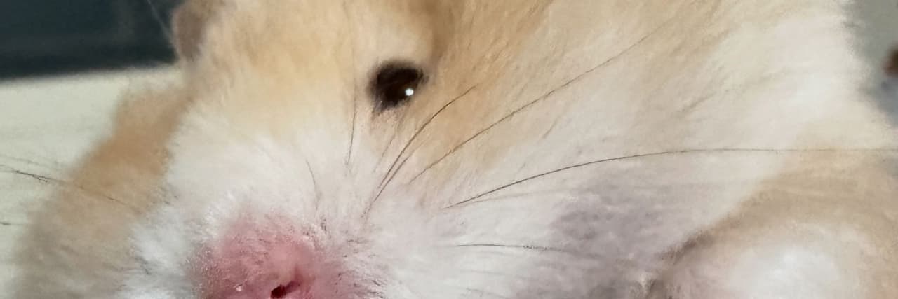 PIPAP