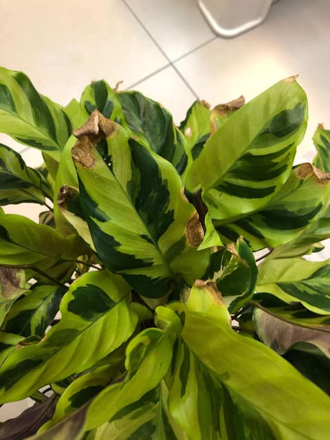 #請益 油畫竹竽葉子邊緣乾枯 - 植物板 | Dcard