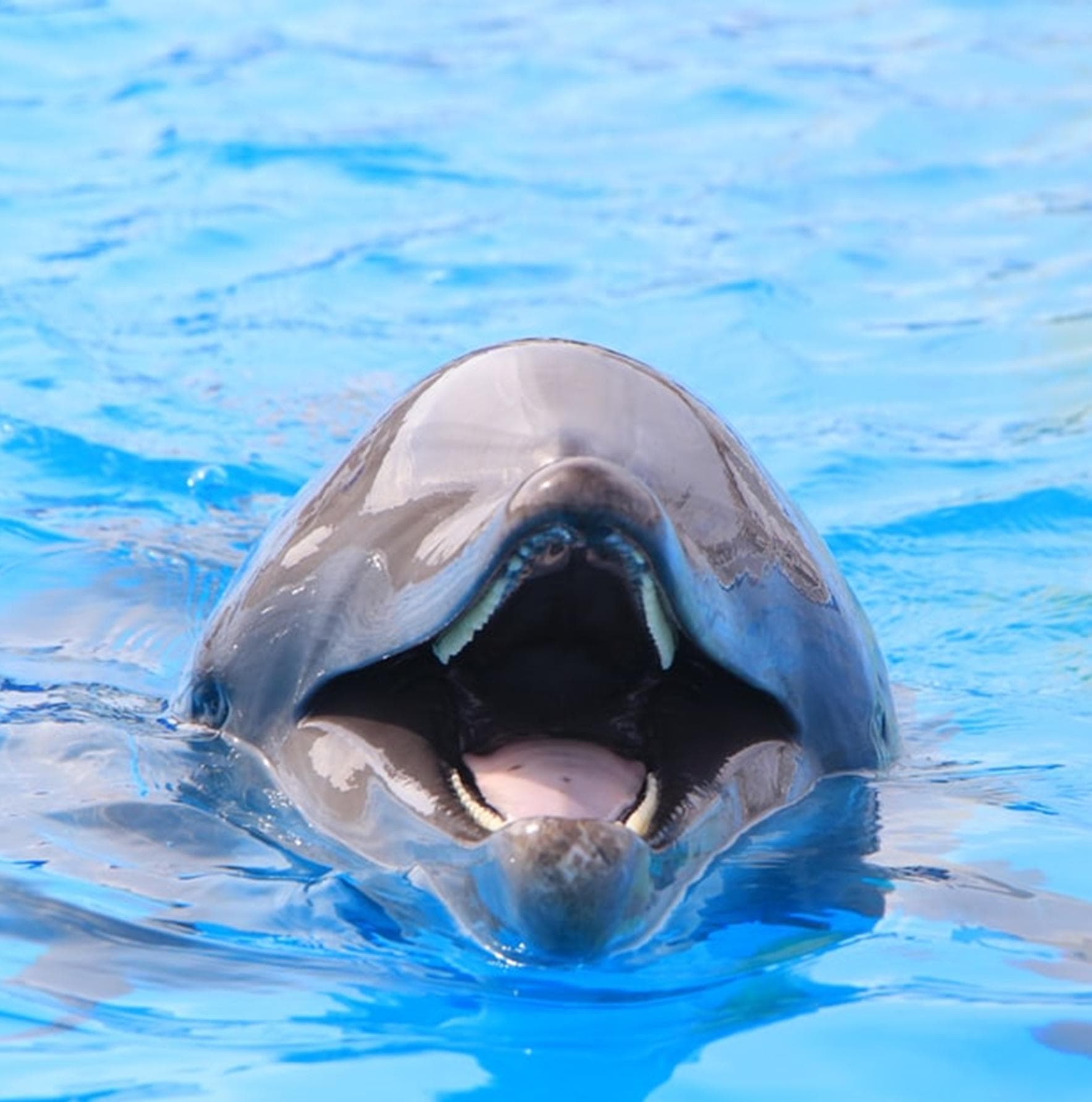 海豚的真面目其實很變態? - 個人看板板 | Dcard