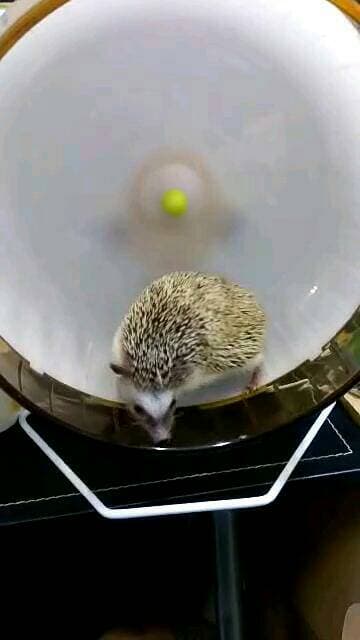 megapx