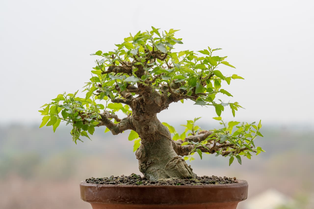 #木本 一些小樹 - 植物板 | Dcard