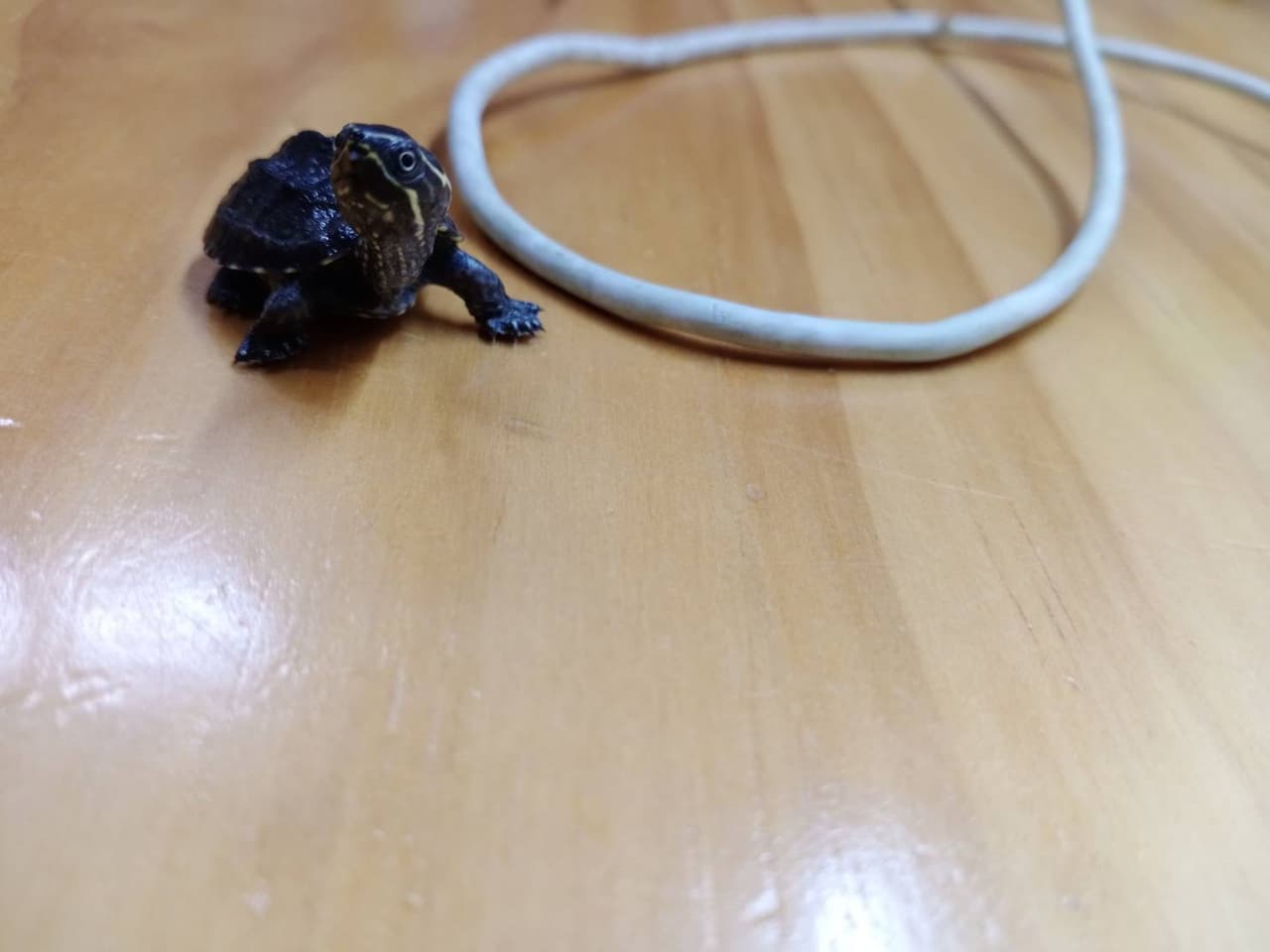 megapx