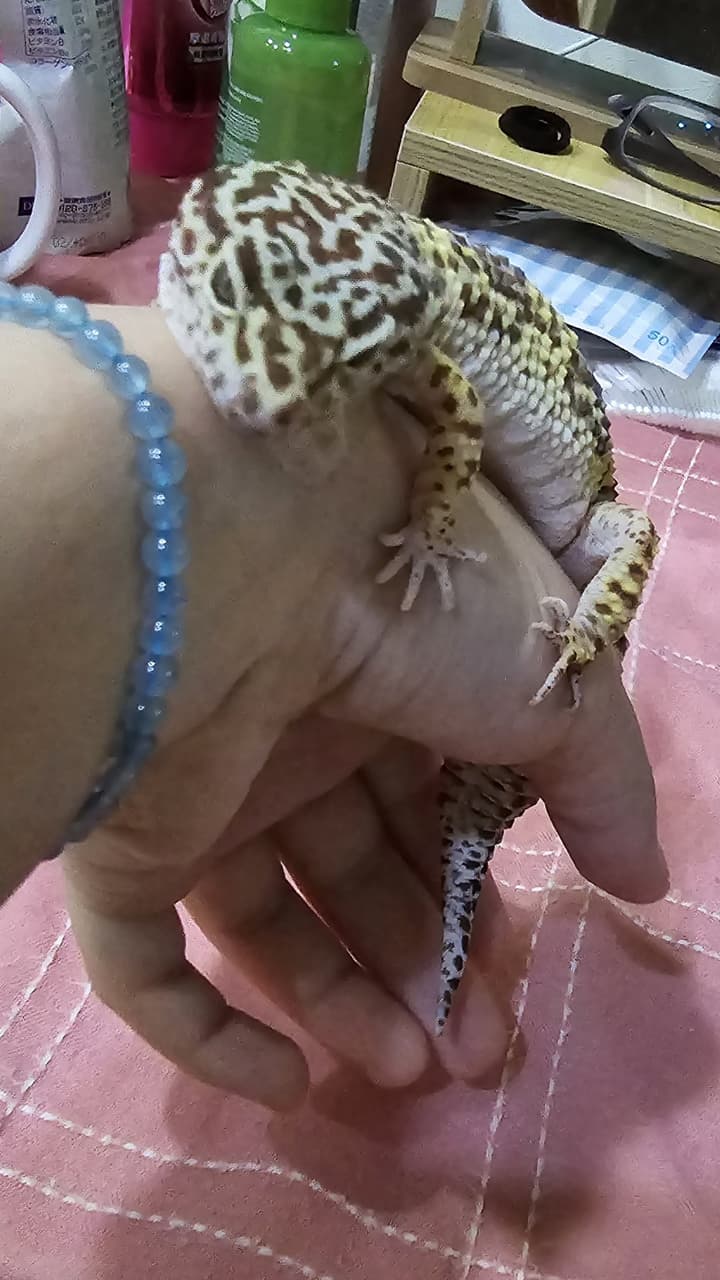 megapx