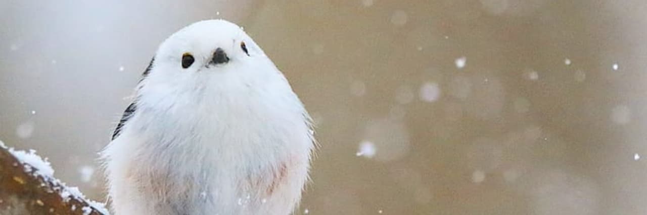 ❄️ 牧⋆Maki 🕊️⋆⭒˚｡⋆❄️