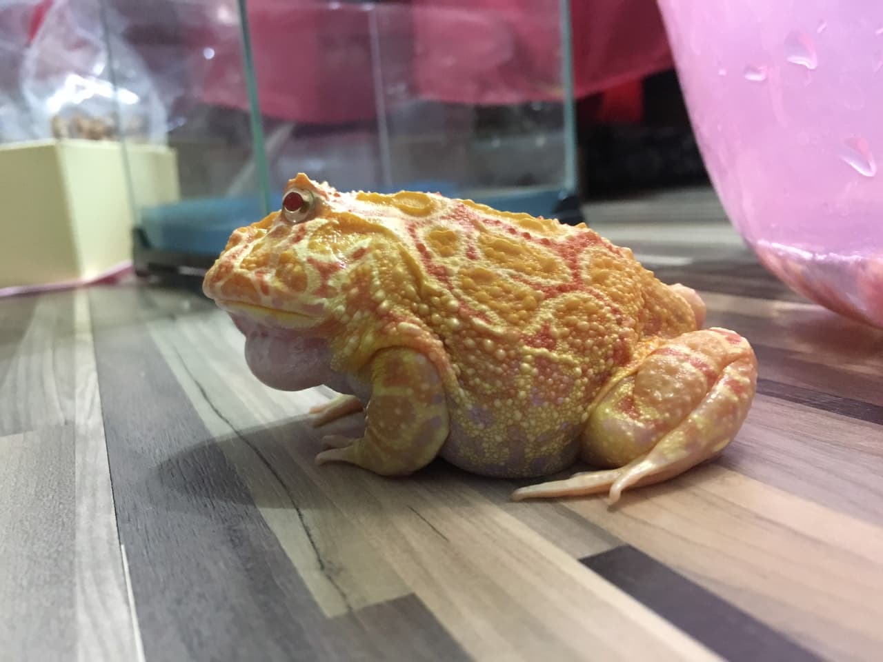 megapx