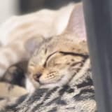 手機保護貼裂掉