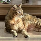 cat_2
