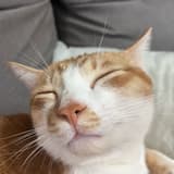 WS