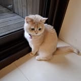 楓葉