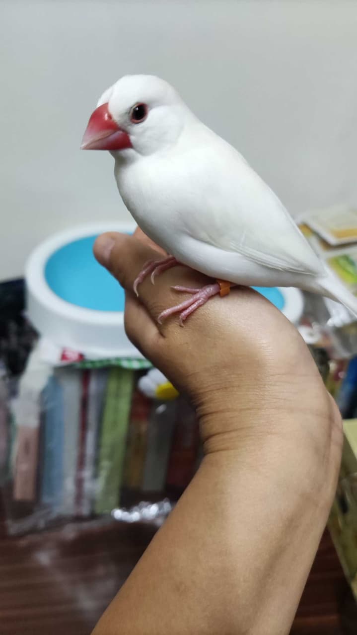 megapx