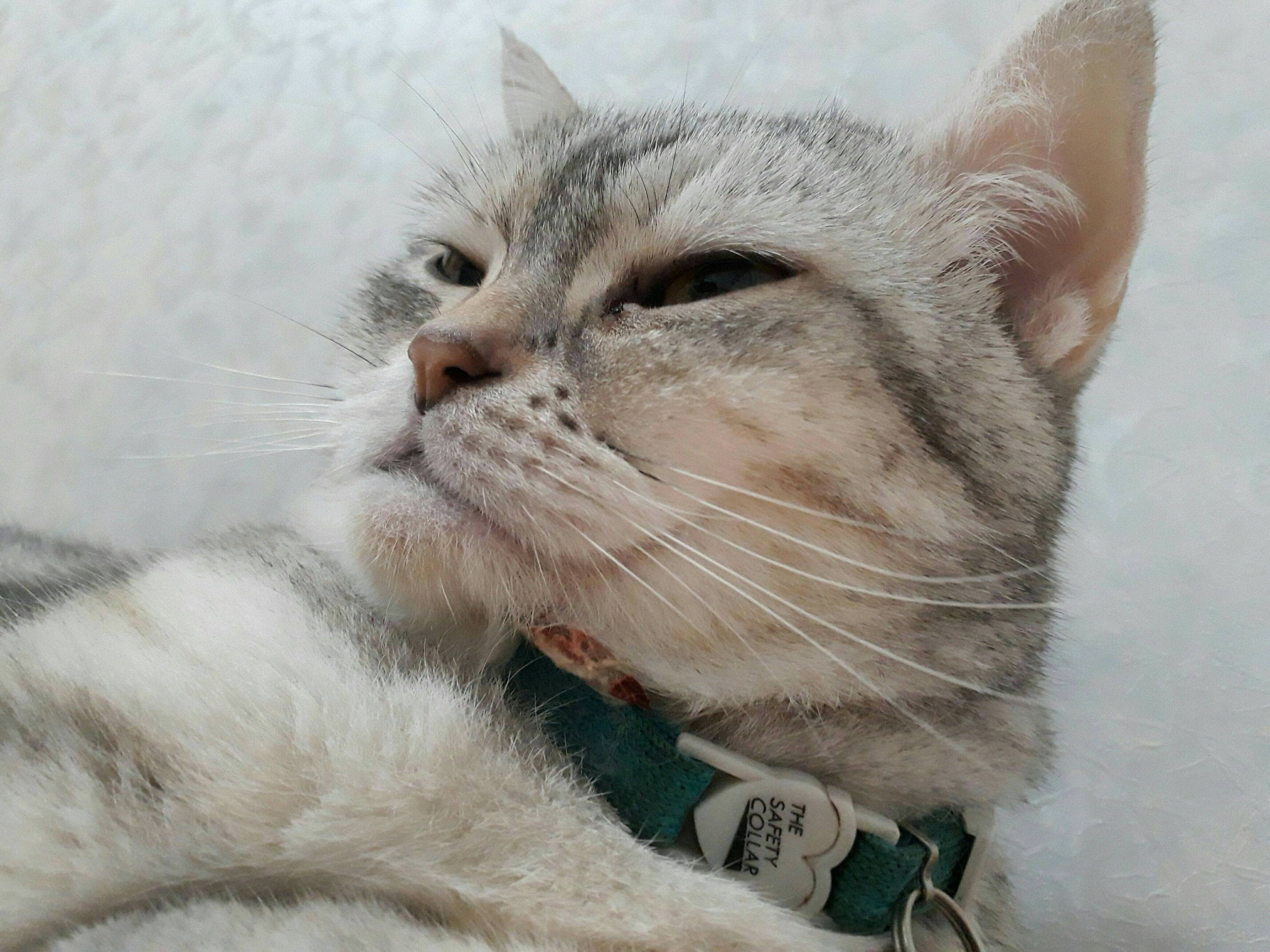 圖#貓厚道星球- 寵物板| Dcard