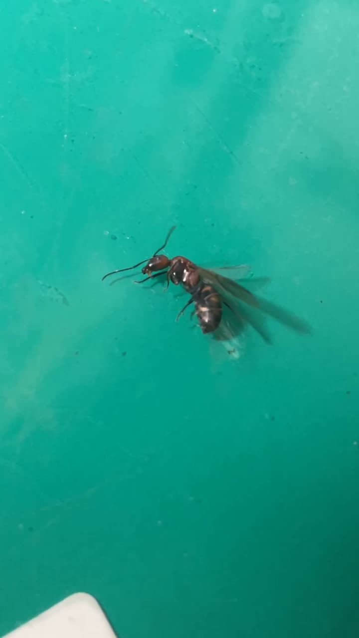 鑑定想請問這個是什麼蟲（很像超大隻的螞蟻還有翅膀）抖- 昆蟲板| Dcard