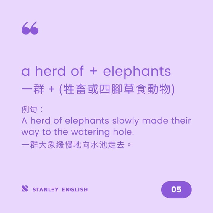 各種「一群」動物英文用法都不同 - 史丹利英語 (@stanleyenglish) | Dcard