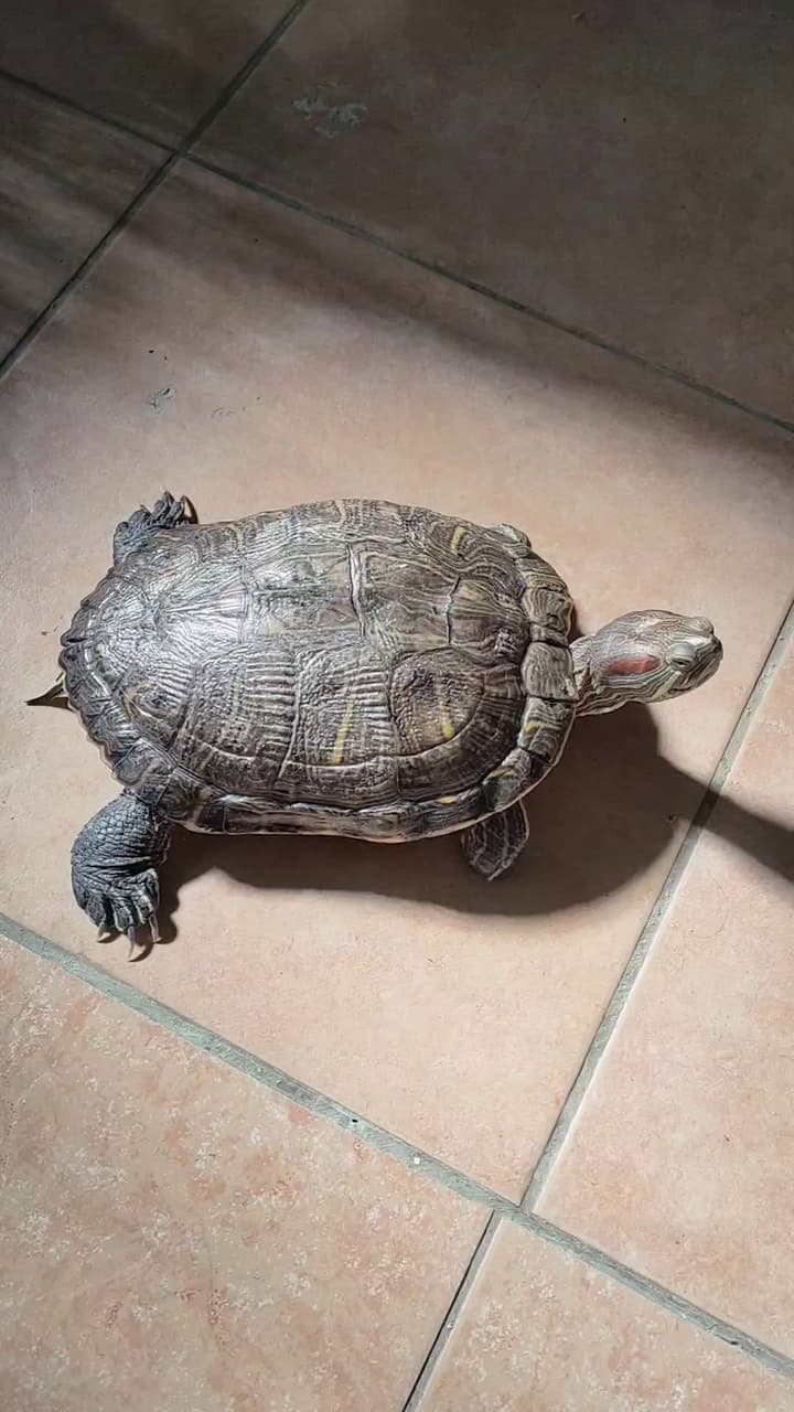 巴西龜的最新討論 | Dcard