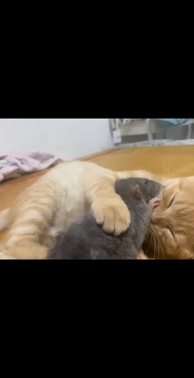 🐱：哎呀，真香啊！ - 有趣板| Dcard