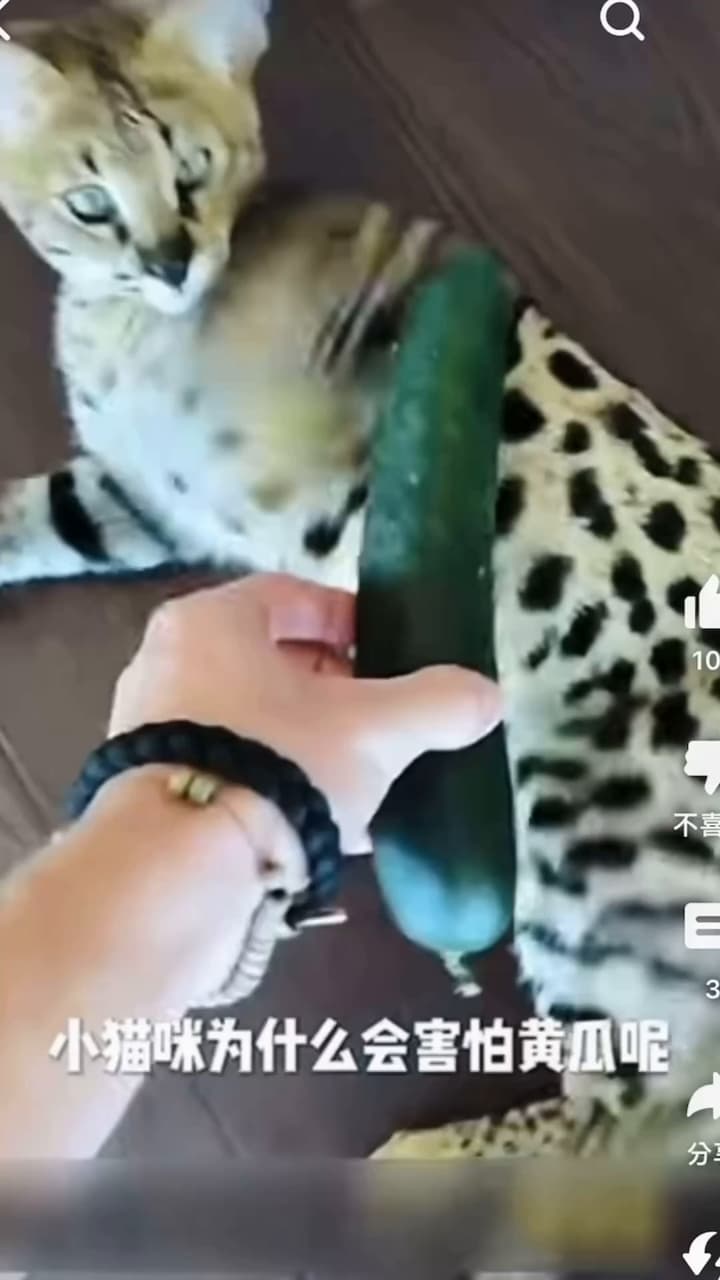 你家的貓會怕黃瓜嗎🐱🥒 - 寵物板| Dcard