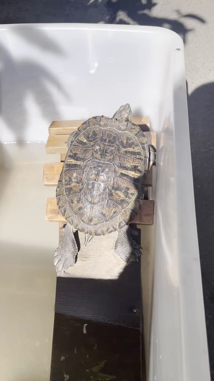 巴西龜的最新討論 | Dcard