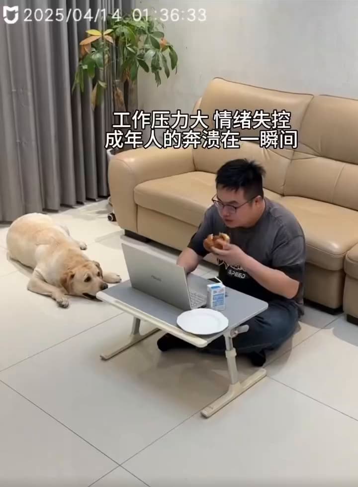 狗：我是真的狗 - 有趣板 | Dcard