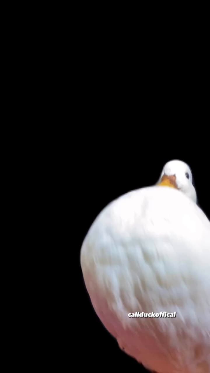 ㄉㄨㄞ鴨🦆 - 有趣板 | Dcard