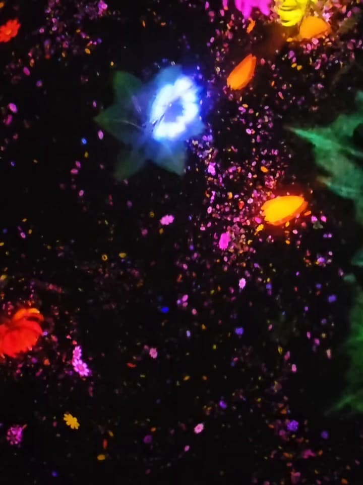 東京Teamlab+豐洲lalaport＆藍瓶一日遊 - 日本旅遊板 | Dcard